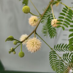 Bloemen-flowers Leucaena leucocephala - Witte mimosa