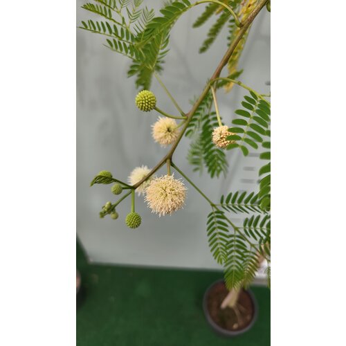 Bloemen-flowers Leucaena leucocephala - Mimosa blanc