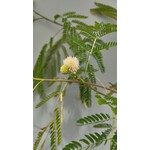 Bloemen-flowers Leucaena leucocephala - Mimosa blanc