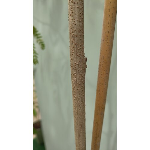 Bloemen-flowers Leucaena leucocephala - White mimosa