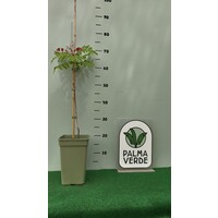 Bomen-trees Pistacia chinensis - Chinense Pistache