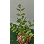 Eetbare tuin-edible garden Lawsonia inermis - Henna