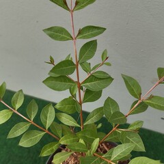 Eetbare tuin-edible garden Lawsonia inermis - Henné