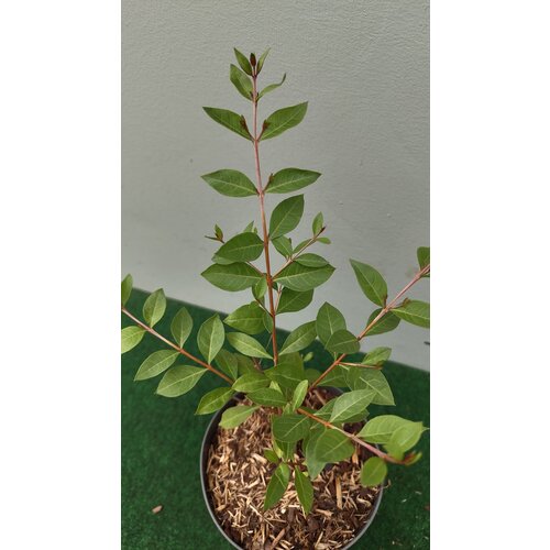 Eetbare tuin-edible garden Lawsonia inermis - Henna