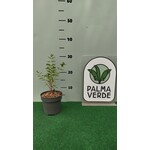 Eetbare tuin-edible garden Lawsonia inermis - Henné