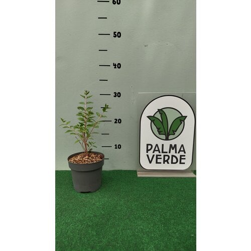 Eetbare tuin-edible garden Lawsonia inermis - Henné