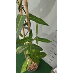 Bloemen-flowers Araujia sericifera - White bladderflower