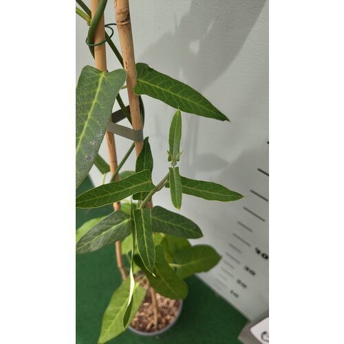 Bloemen-flowers Araujia sericifera - Motplant