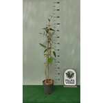 Bloemen-flowers Araujia sericifera - Araujia soyeuse