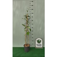 Bloemen-flowers Araujia sericifera - White bladderflower