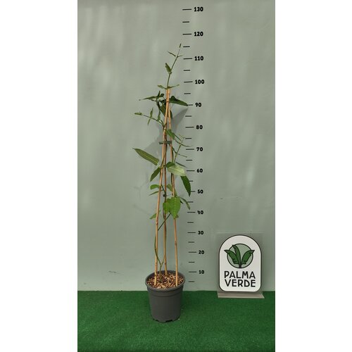 Bloemen-flowers Araujia sericifera - Araujia soyeuse