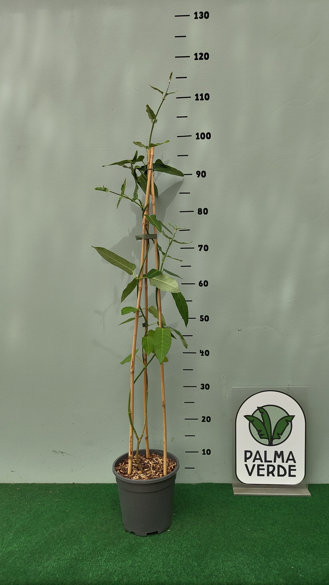 Araujia sericifera - White bladderflower - Palma Verde Exoten