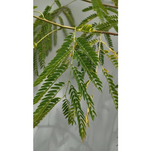 Bloemen-flowers Leucaena leucocephala - Mimosa blanc