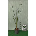 Blad-leaf Astelia banksii - Astelia de Banks