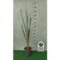 Blad-leaf Astelia banksii - Astelia de Banks