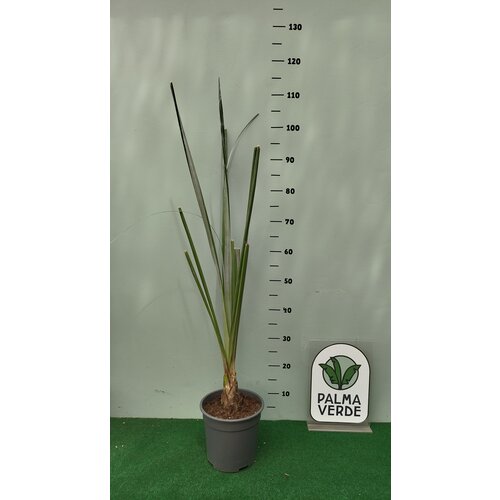 Blad-leaf Astelia banksii - Astelia de Banks