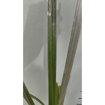 Blad-leaf Astelia banksii - Astelia de Banks