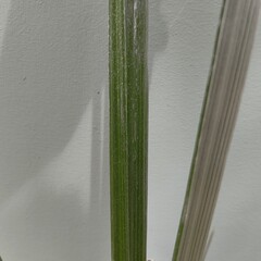 Blad-leaf Astelia banksii - Kowharawhara