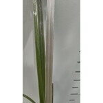 Blad-leaf Astelia banksii - Astelia de Banks