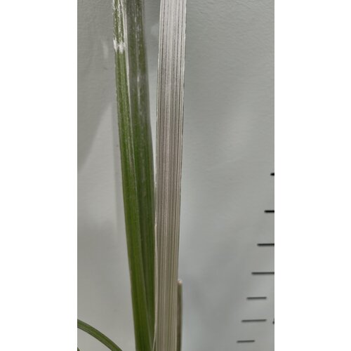 Blad-leaf Astelia banksii - Astelia de Banks