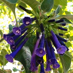 Bloemen-flowers Acnistus cyaneus - Australian Jasmin