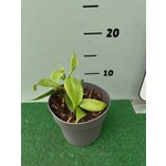 Eetbare tuin-edible garden Vanilla planifolia - Vanilla plant