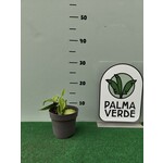 Eetbare tuin-edible garden Vanilla planifolia - Vanilla plant