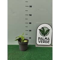 Eetbare tuin-edible garden Vanilla planifolia - Vanilla plant