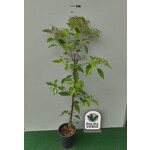 Bloemen-flowers Litsea cubeba - May Chang - Maqaw