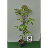 Bloemen-flowers Litsea cubeba - May Chang