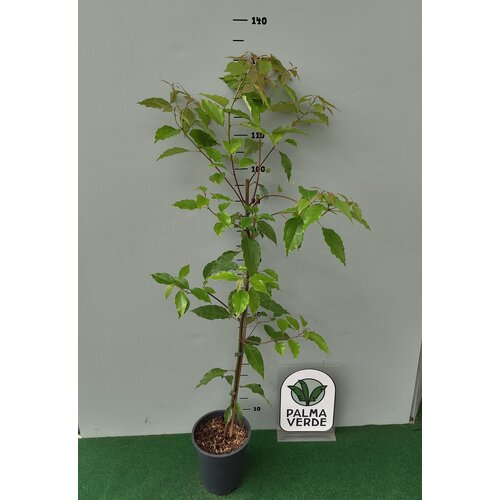 Bloemen-flowers Litsea cubeba - May Chang - Maqaw