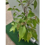 Bloemen-flowers Litsea cubeba - May Chang