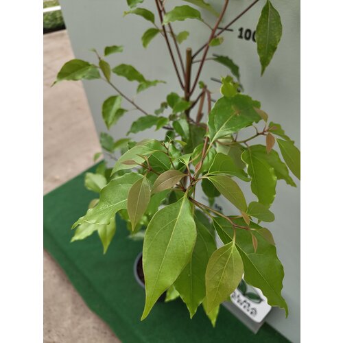 Bloemen-flowers Litsea cubeba - May Chang