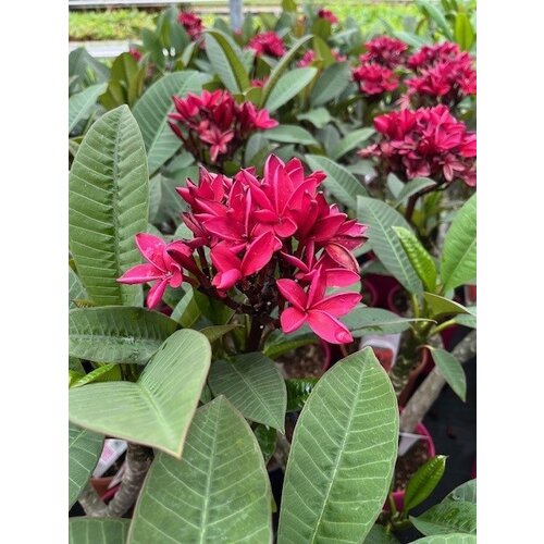 Bloemen-flowers Plumeria rubra Cardinal - Frangipanier