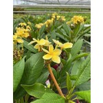 Bloemen-flowers Plumeria rubra Inca Gold - Frangipani - Tempelboom