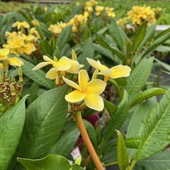 Bloemen-flowers Plumeria rubra Inca Gold - Frangipanier