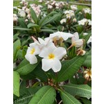 Bloemen-flowers Plumeria rubra Blizzard - Frangipanier