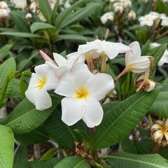 Bloemen-flowers Plumeria rubra Blizzard - Frangipani - Temple tree