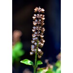 Eetbare tuin-edible garden Ocimum sanctum - Tulsi - Holy Basil