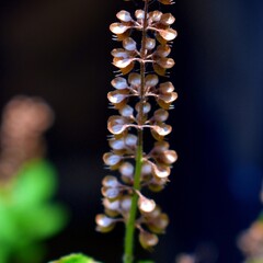 Eetbare tuin-edible garden Ocimum sanctum - Tulsi - Heilige Basilicum