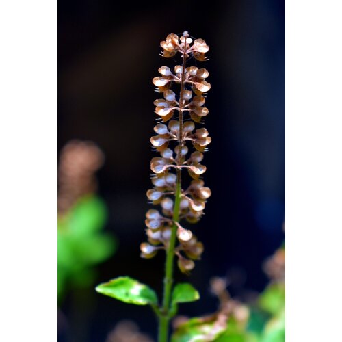 Eetbare tuin-edible garden Ocimum sanctum - Tulsi - Holy Basil