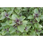 Eetbare tuin-edible garden Ocimum sanctum - Tulsi - Holy Basil