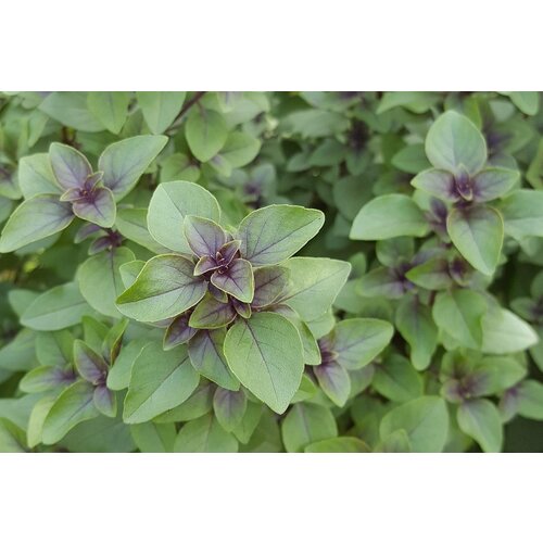 Eetbare tuin-edible garden Ocimum sanctum - Tulsi - Holy Basil