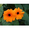 Bloemen-flowers Thunbergia alata - Black-eyed Susan