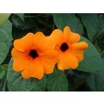 Bloemen-flowers Thunbergia alata - Suzanne aux yeux noirs