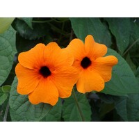 Bloemen-flowers Thunbergia alata - Suzanne aux yeux noirs