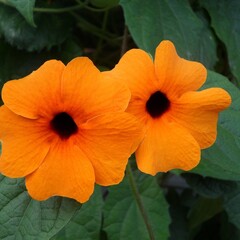 Bloemen-flowers Thunbergia alata - Suzanne aux yeux noirs