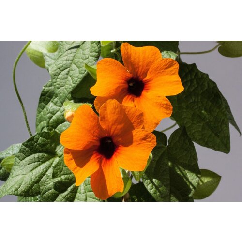 Bloemen-flowers Thunbergia alata - Suzanne aux yeux noirs