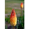 Bloemen-flowers Kniphofia "Red Rocket" - Vuurpijlplant