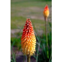 Bloemen-flowers Kniphofia "Red Rocket" - Faux aloès
